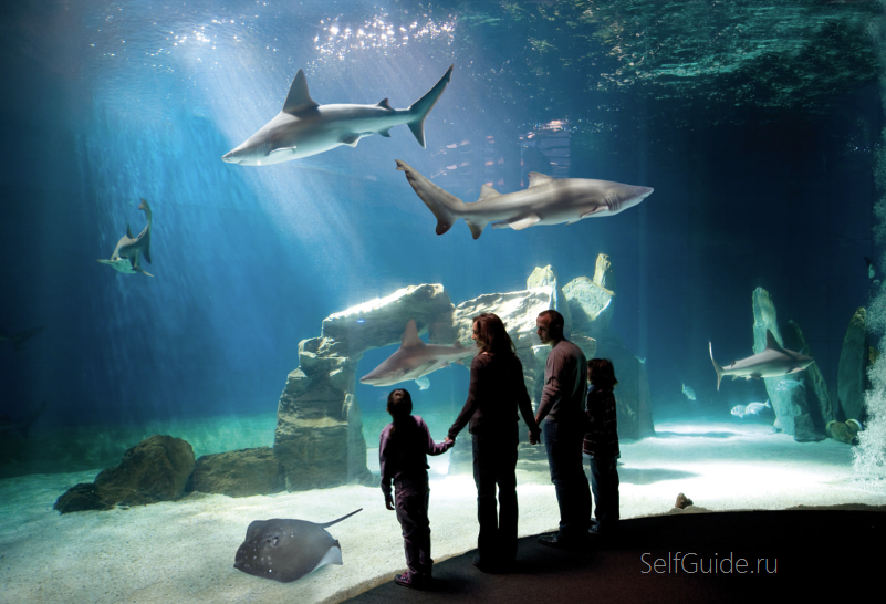 Аквариум Генуи