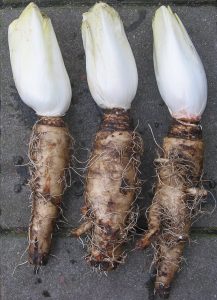 Chicory